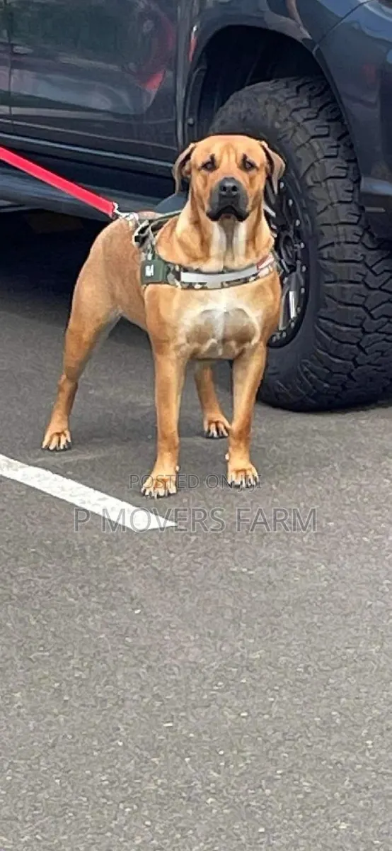 1-3 months Female Purebred Boerboel · Photo 1