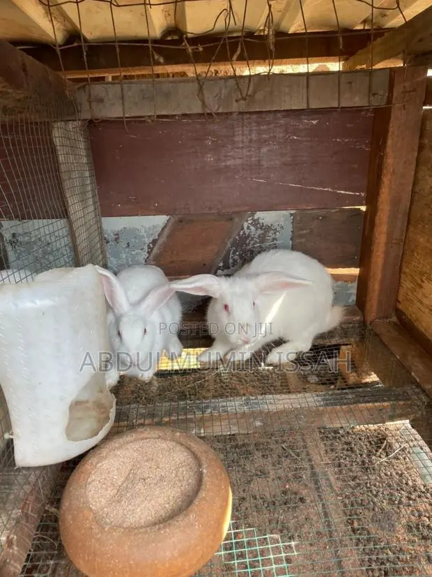 Rabbit Animal · Photo 3