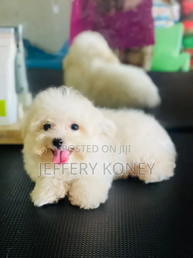 1-3 months Male Purebred Maltese · Photo 1