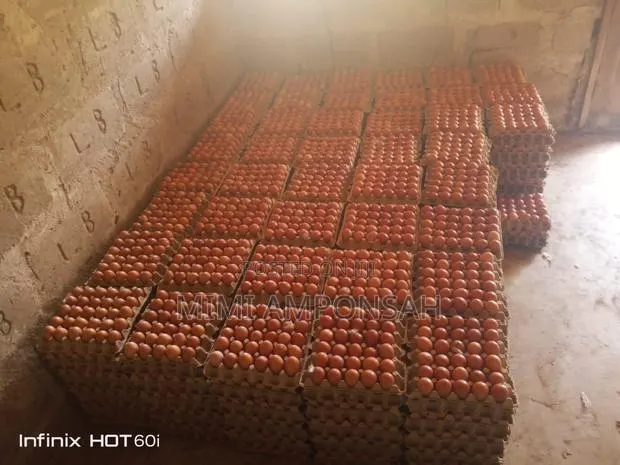 Cheap And Affordable Eggs · Photo 1