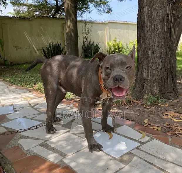 1+ year Male Purebred American Pit Bull Terrier · Photo 1