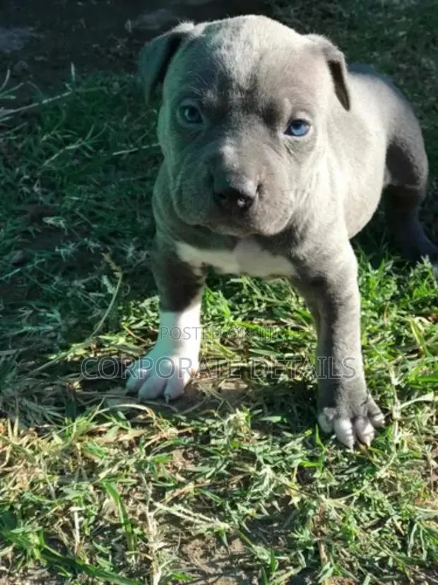 1-3 months Male Purebred American Pit Bull Terrier · Photo 1