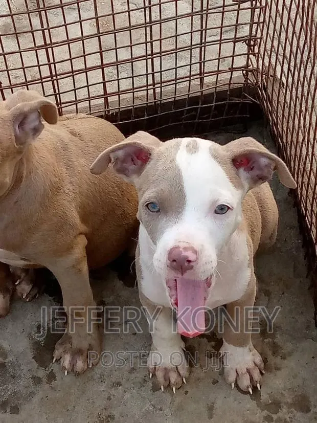 1-3 months Male Purebred American Pit Bull Terrier · Photo 1