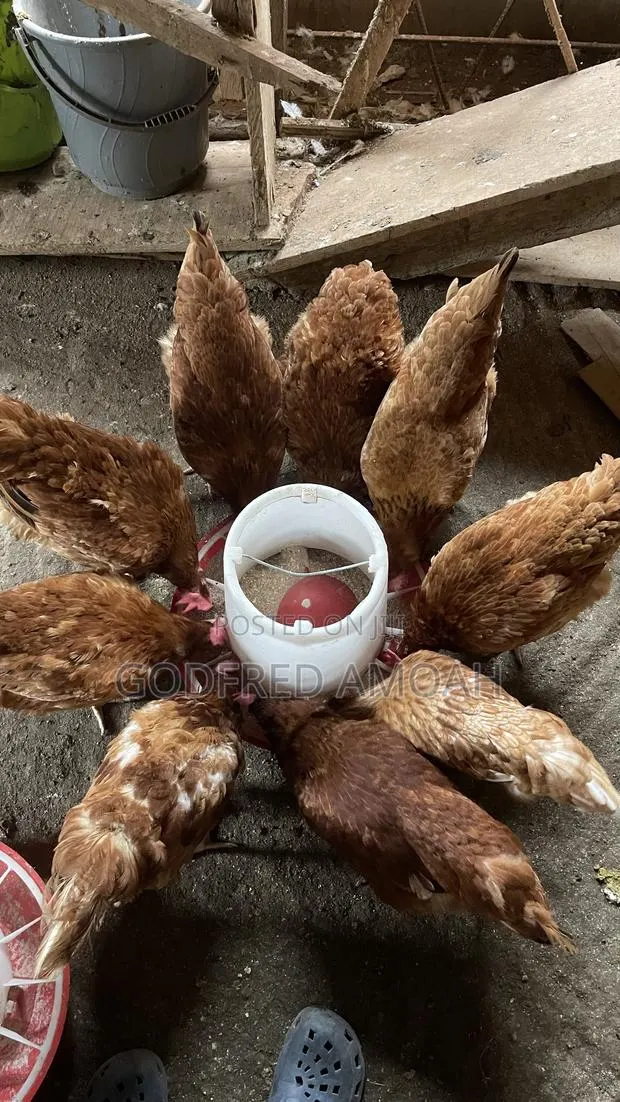 Chicken Layers · Photo 1