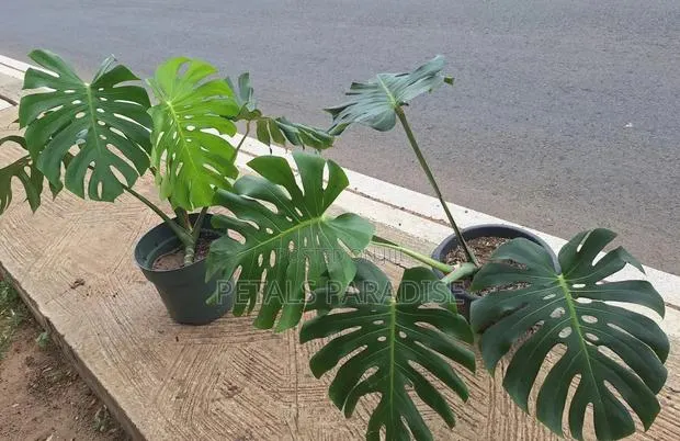 Monstera for Sale · Photo 1