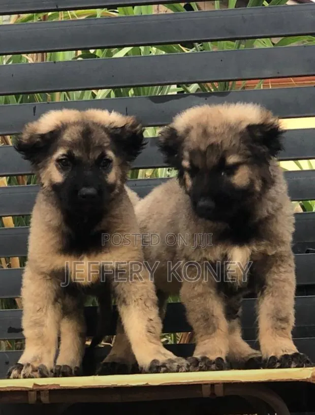 1-3 months Female Purebred Caucasian Shepherd · Photo 1