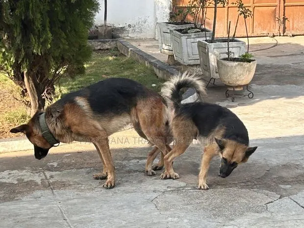 German Shepherd Stud Service Available · Photo 2