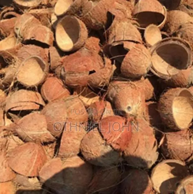 Coconut Shell for Sale in Bulk Only · Photo 1