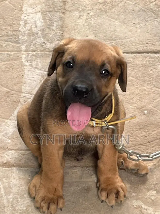 1-3 months Male Purebred Boerboel · Photo 1