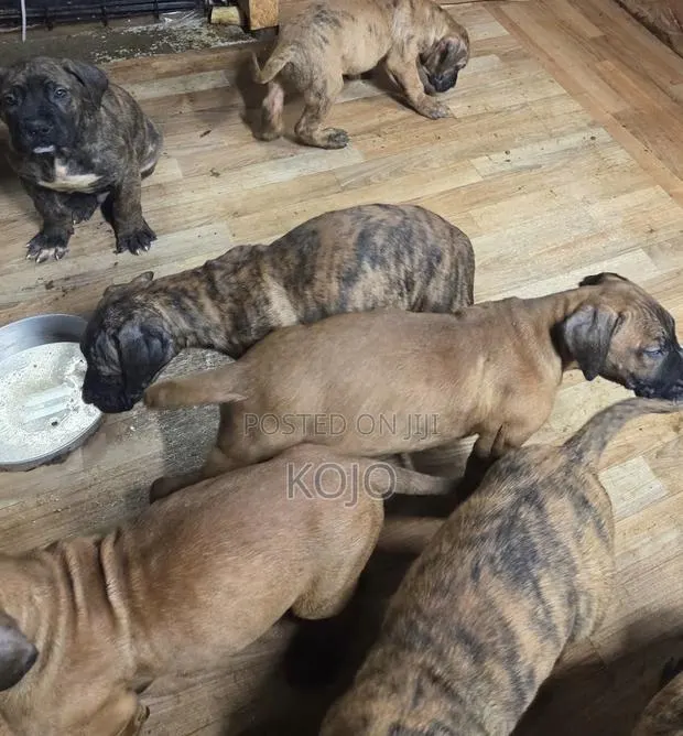 0-1 month Male Purebred Dog · Photo 1