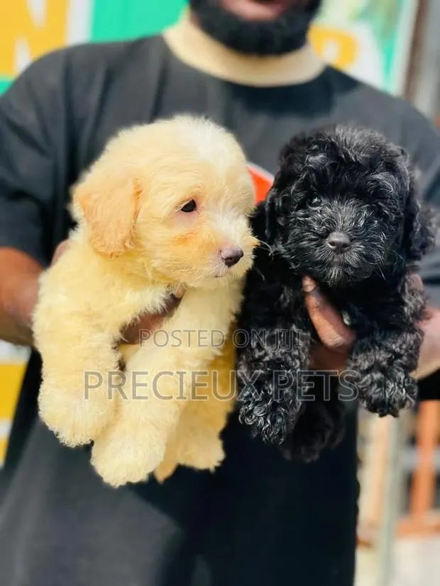 1-3 months Male Purebred Poodle · Photo 1