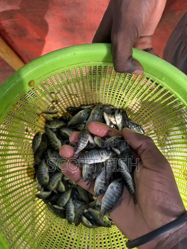 Tilapia Fingerlings · Photo 1