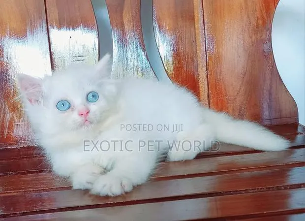 1-3 months Male Purebred Persian · Photo 1