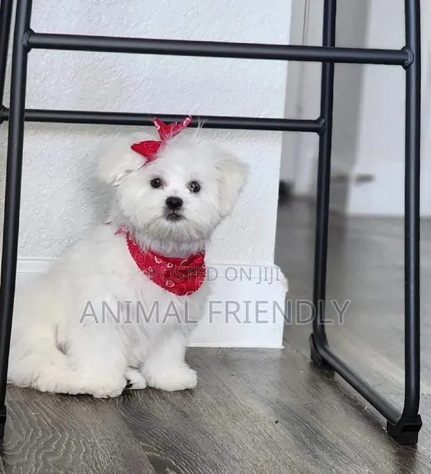 1-3 months Male Purebred Maltese · Photo 1