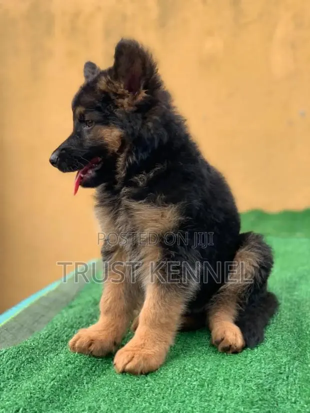 1-3 months Female Purebred German Shepherd · Photo 1
