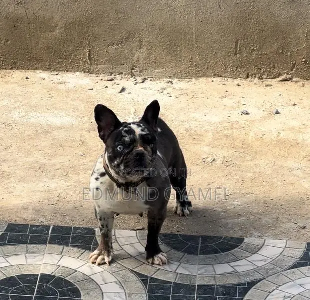 1+ year Female Purebred French Bulldog · Photo 1