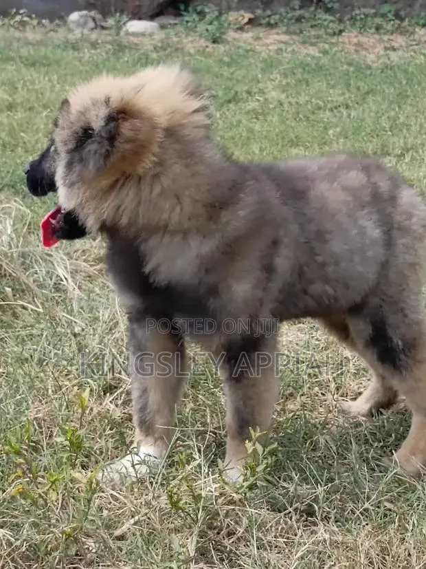 3-6 months Male Purebred Caucasian Shepherd · Photo 1