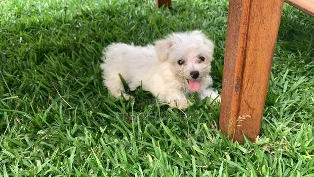 3-6 Months Male Purebred Maltese · Photo 1