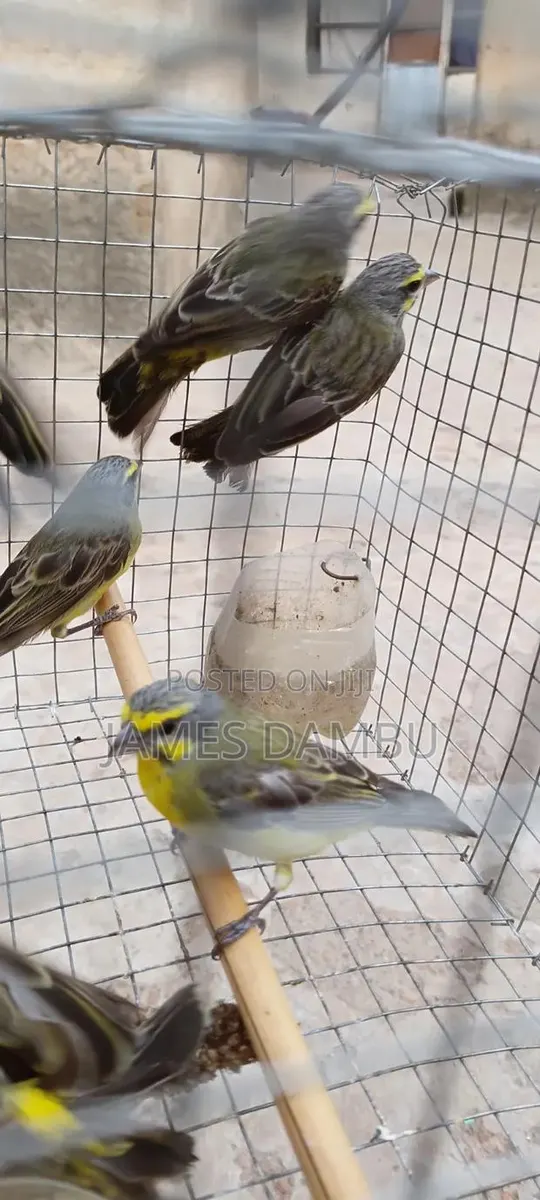 Canary Birds · Photo 3