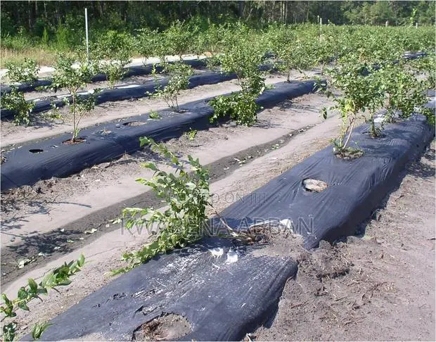 Plastic Mulch for Vegetables · Photo 1