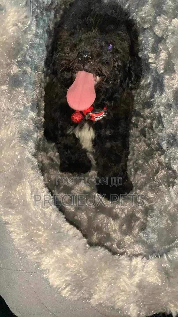 1-3 months Male Purebred Poodle · Photo 1