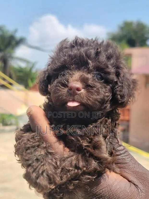 1-3 months Female Purebred Poodle · Photo 1