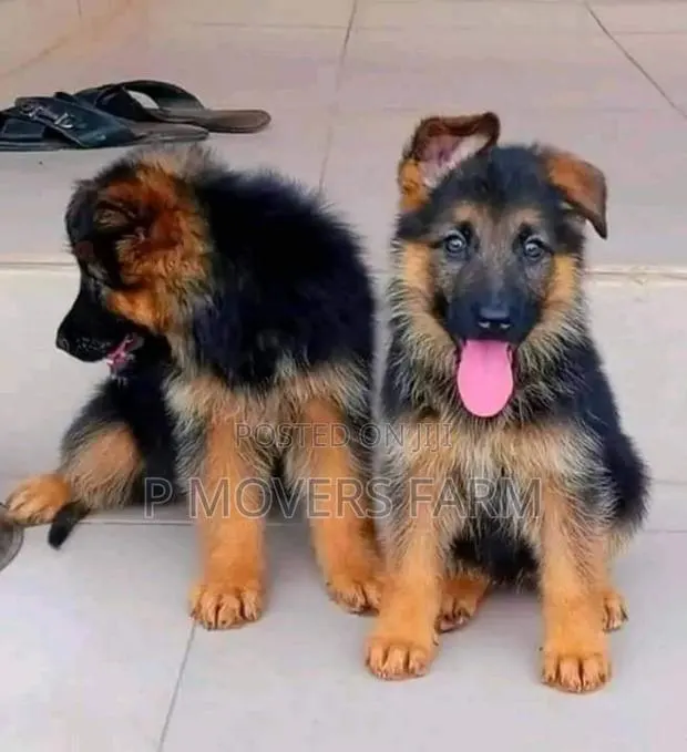 1-3 months Male Mixed Breed German Shepherd · Photo 1