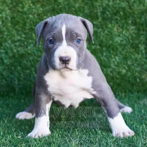 1-3 months Male Purebred American Pit Bull Terrier · Photo 1