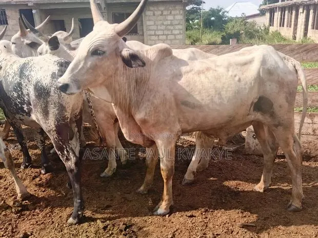 Cow Meat Food · Photo 1