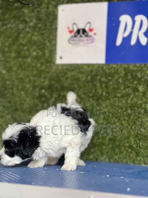 1-3 months Male Purebred Poodle · Photo 7