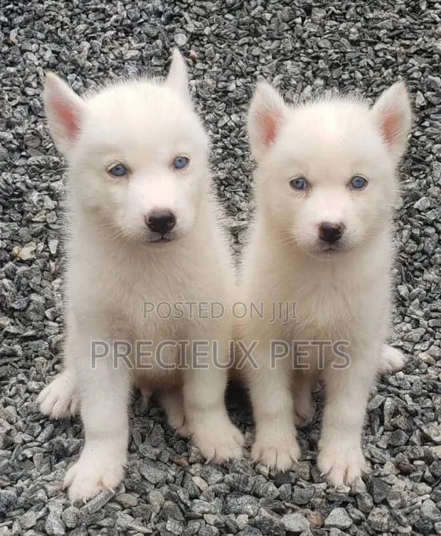 1-3 months Male Purebred Siberian Husky · Photo 1