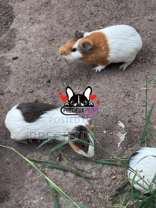 Guinea Pigs · Photo 2