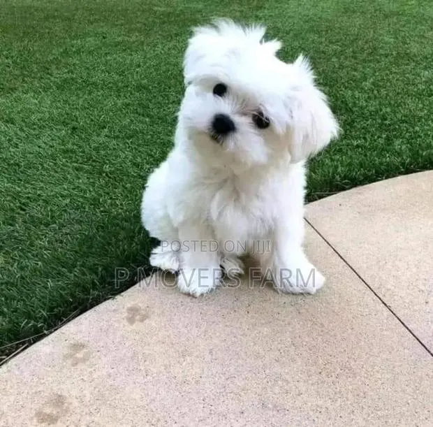 1-3 months Male Purebred Maltese · Photo 1