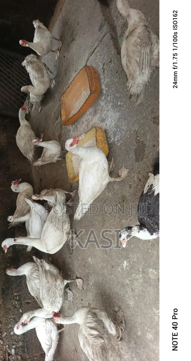 Muscovy Ducks Both Male and Female · Photo 1
