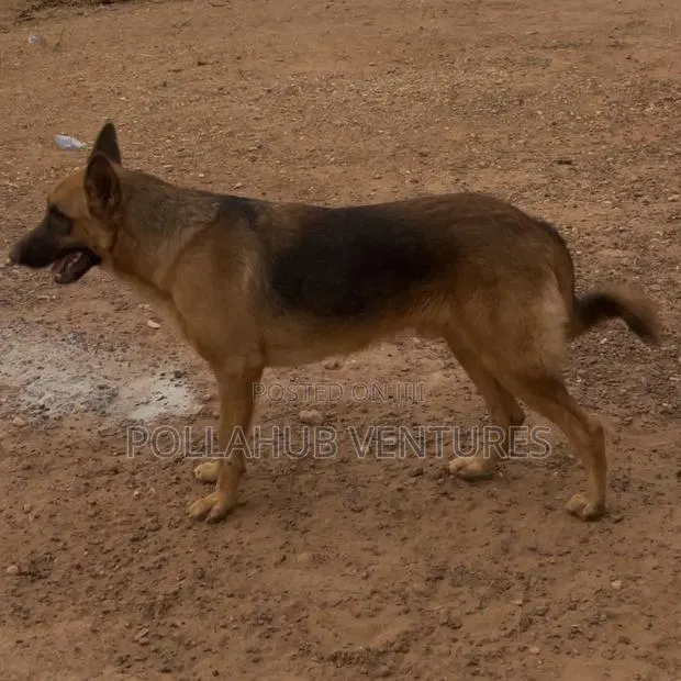 German Shepherd Stud / Crossing Services · Photo 4