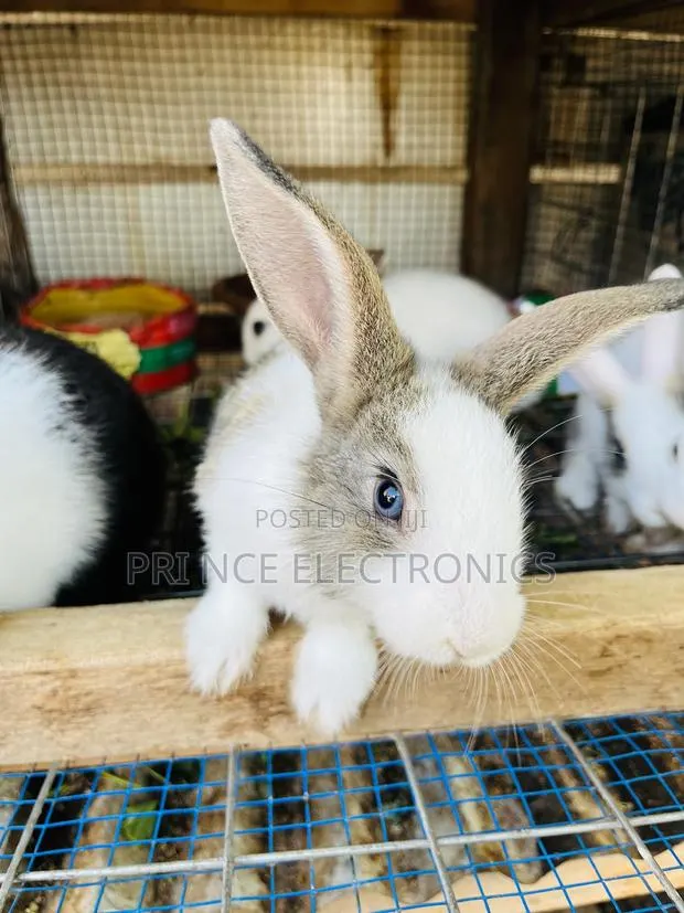 Rabbit for All · Photo 1