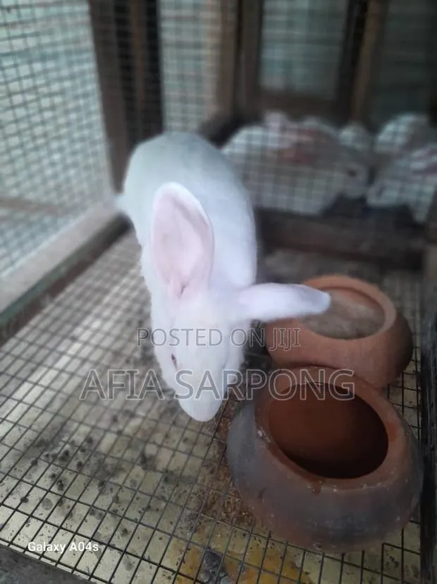Male Rabbits for Sale · Photo 1