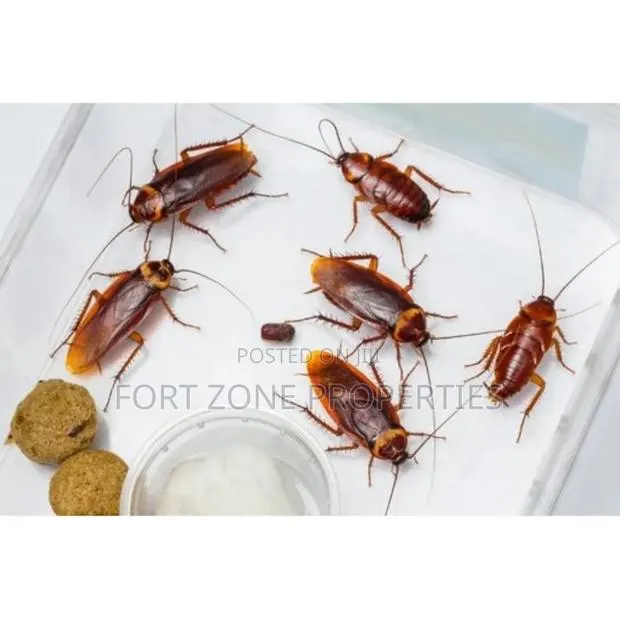 Pest Terminators And Fumigation · Photo 1