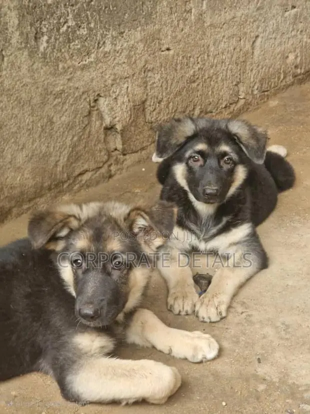 1-3 months Male Purebred German Shepherd · Photo 1