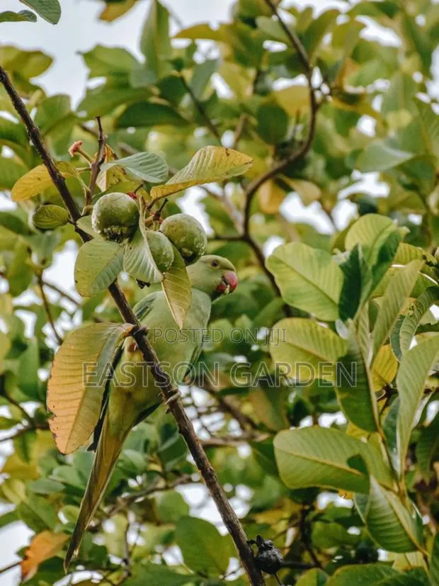 Jumbo Guava Hybrid · Photo 4