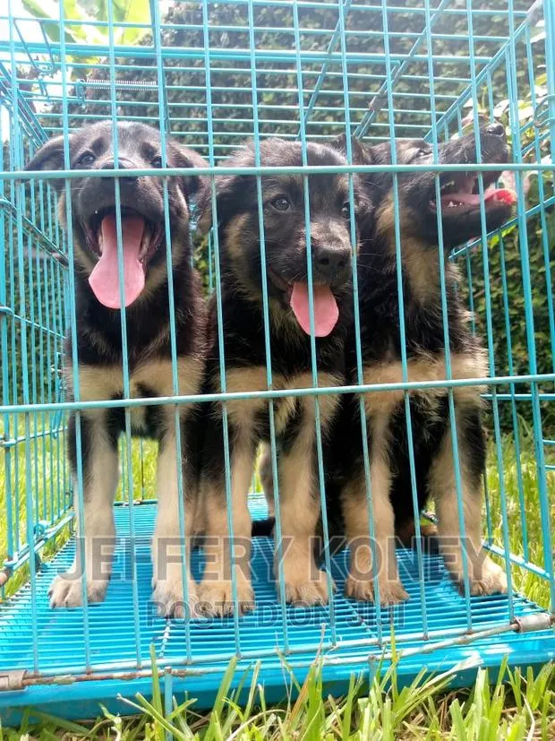1-3 months Male Purebred German Shepherd · Photo 1