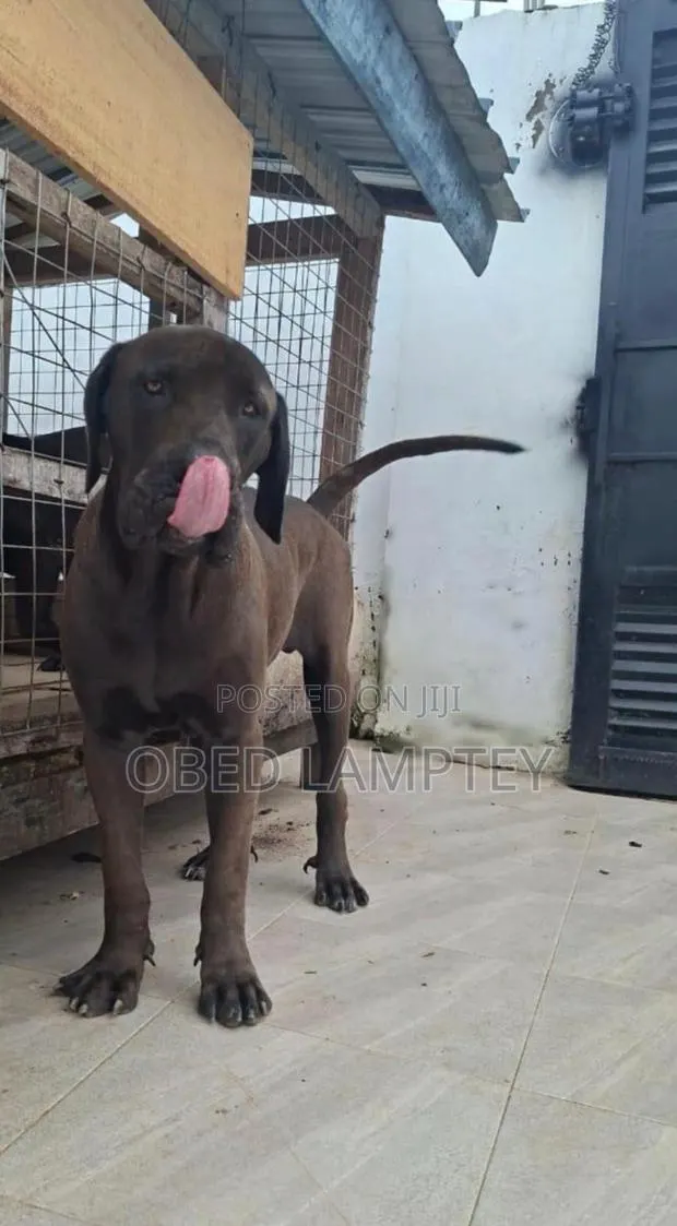 6-12 months Male Purebred Boerboel · Photo 1