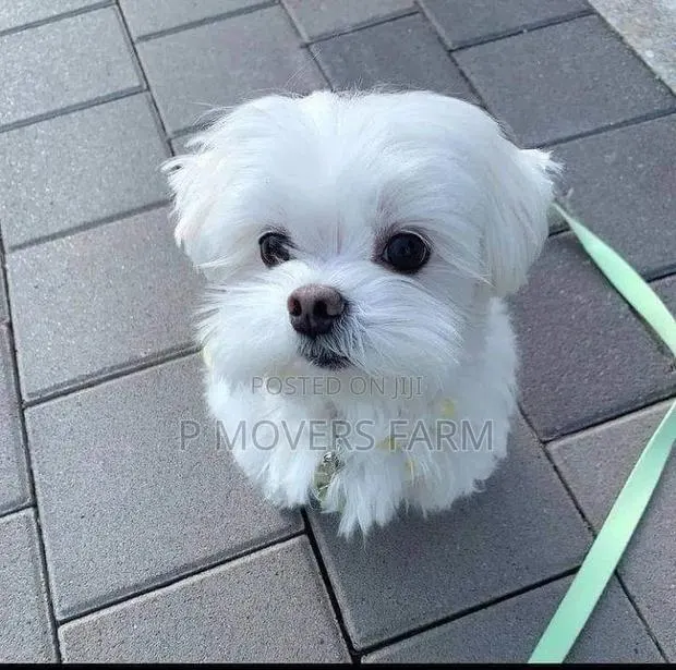 1-3 months Male Purebred Maltese · Photo 1