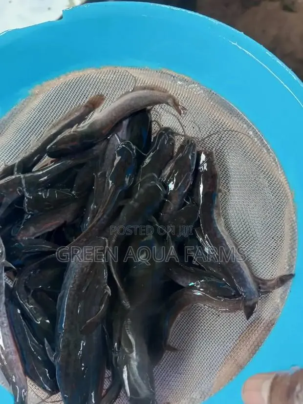 Catfish Fingerlings and Juveniles · Photo 1