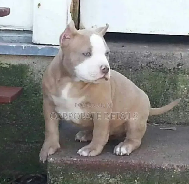 1-3 months Male Purebred American Pit Bull Terrier · Photo 1