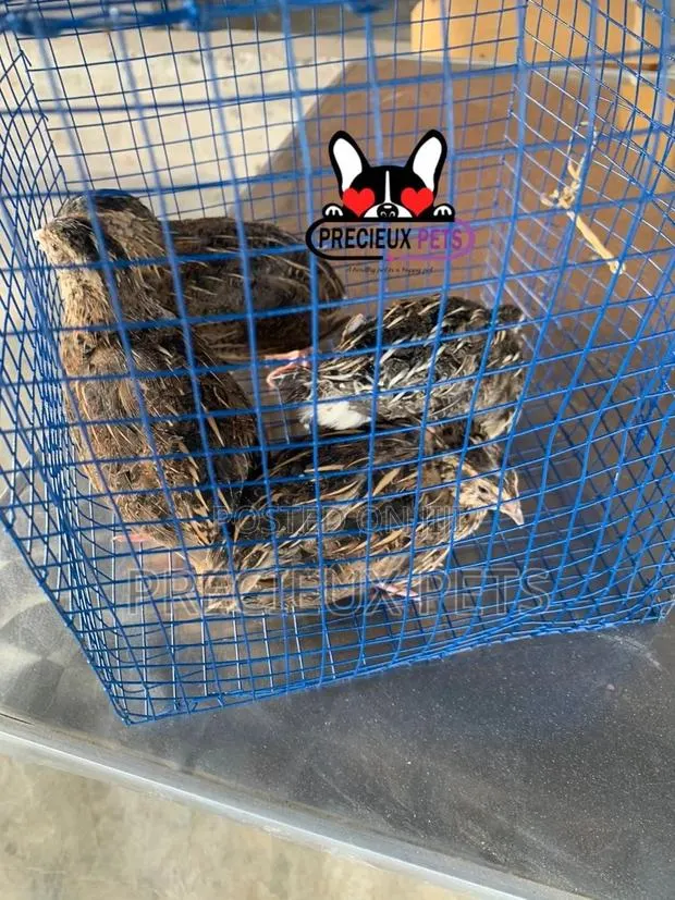 2 Pairs of Adult Quails Birds · Photo 1