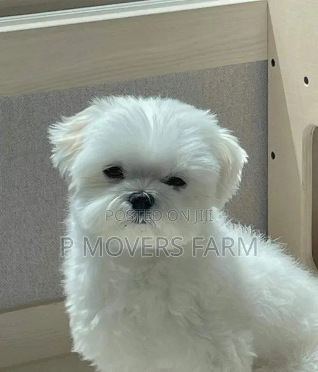 1-3 months Male Mixed Breed Poodle · Photo 1