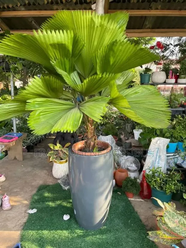 We Plant and Maintain Garden Sel Plant/Flowers and Pots · Photo 1