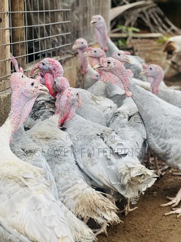 6 Months + Male Blueslate Turkeys · Photo 1