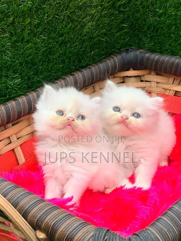 1-3 months Female Purebred Persian · Photo 1